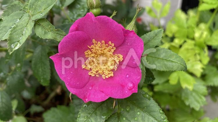 雨に濡れたピンクのタカネバラ（ハマナス） タカネバラ,高嶺薔薇,ハマナスの写真素材