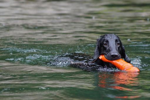 THE レトリーバー THE レトリーバー 犬,大型犬,レトリーバーの写真素材
