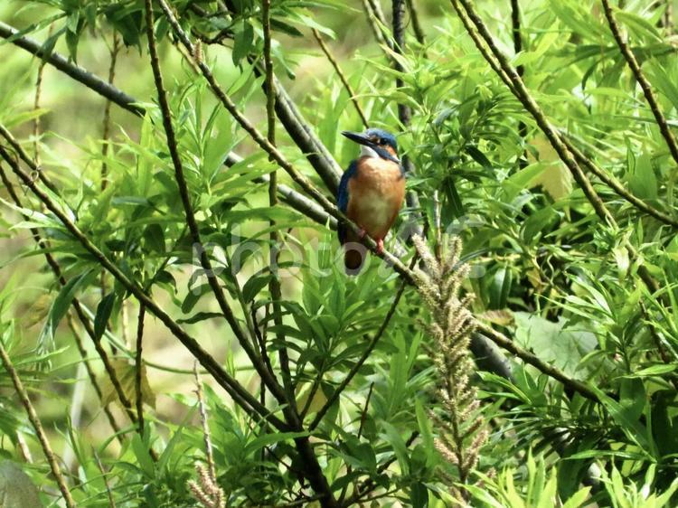枝につかまるカワセミ 鳥,野鳥,カワセミの写真素材