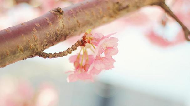 一輪の桜と春のコピースペース 桜,さくら,サクラの写真素材