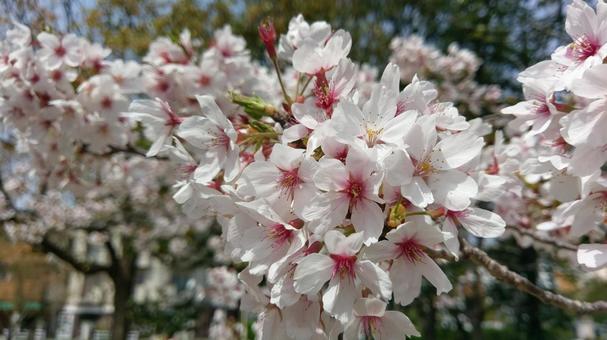 桜 桜の写真