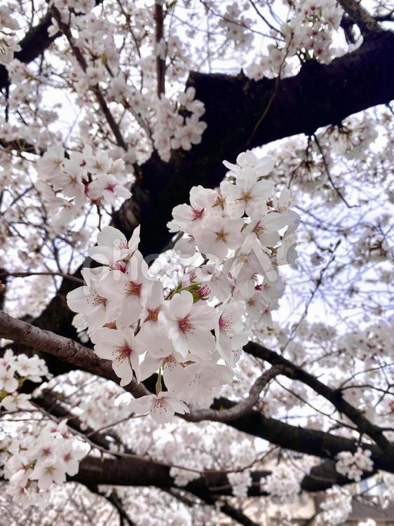 桜の花　ハート 桜,ピンク,花の写真素材