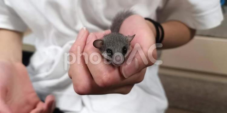 アフリカヤマネ～手につつまれる アフリカヤマネ,ニホンヤマネ,ヤマネの写真素材