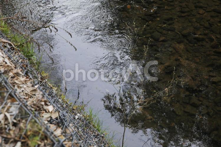 雫が落ちる河原 小川,水面,雫の写真素材