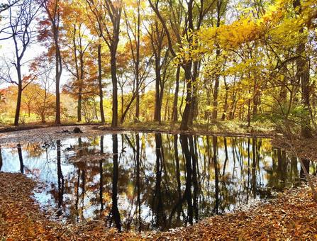 湖面に映った秋の森林 秋,紅葉,木の写真素材