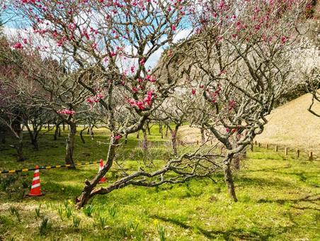 割れ梅 割れ梅 花見,梅見,3月の写真素材