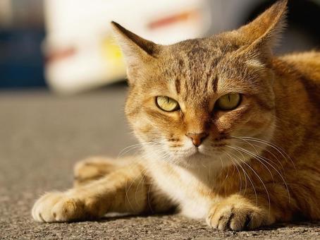 猫の顔のクローズアップ 猫の顔のクローズアップ 猫,野良猫,茶の写真素材