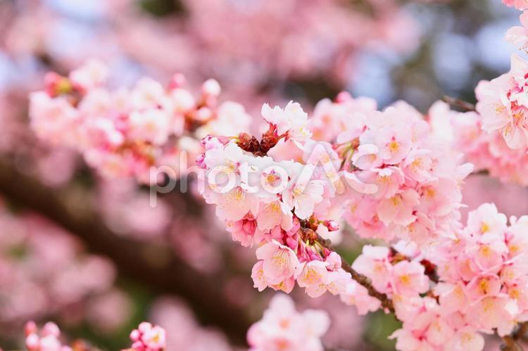 あふれ出る桜 新春,入学式,卒業式の写真素材