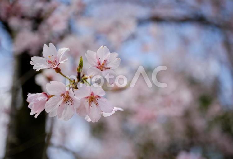 春の穏やかな陽射しに映える綺麗な桜の花 風景,桜,チェリーブラッサムの写真素材