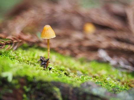 姫小傘きのこ きのこ,姫小傘,ヒメコガサの写真素材