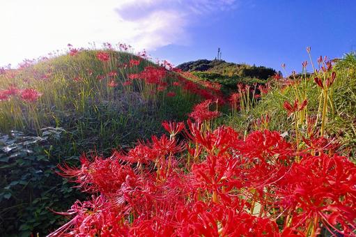 秋の風景/田んぼのり面の鮮やかな彼岸花 秋の風景/田んぼのり面の鮮やかな彼岸花の写真