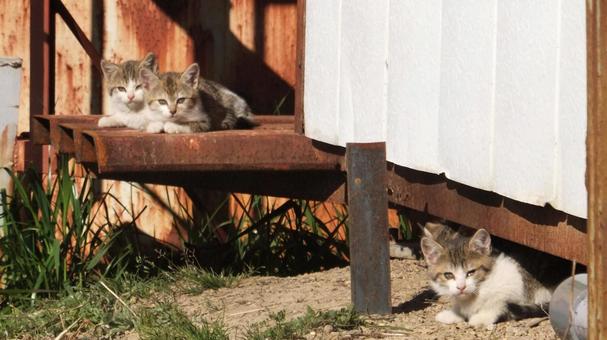 子猫 子猫の写真