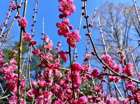 早春に咲くピンクの梅 早春に咲くピンクの梅 梅,ウメ,花の写真素材