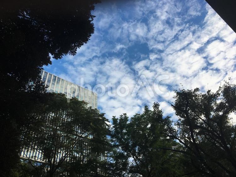 木々の間から覗く青空 青空,空,青の写真素材
