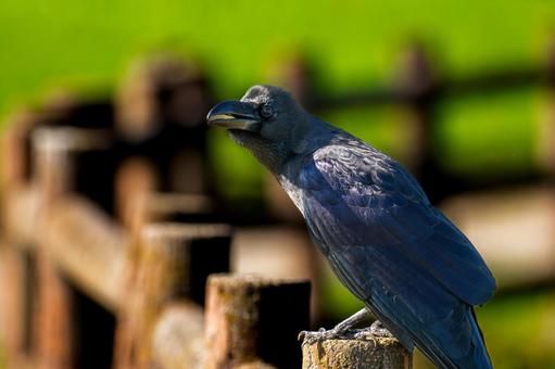 柵にとまるカラス 柵にとまるカラスの写真