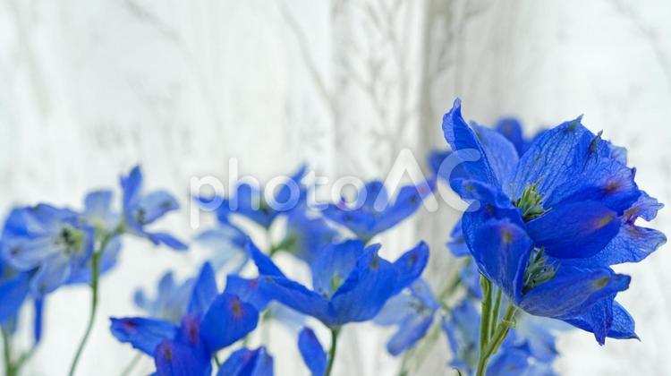 青いデルフィニウムと白の背景 花,春,背景の写真素材
