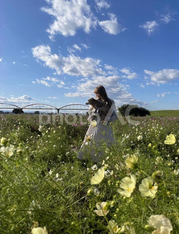 コスモス畑の女性と犬 女性,20代,女の子の写真素材