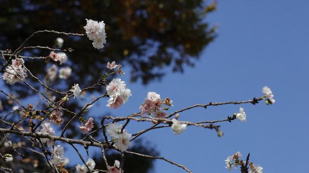 【花の写真】桜の狂い咲き 桜,11月,秋の写真素材