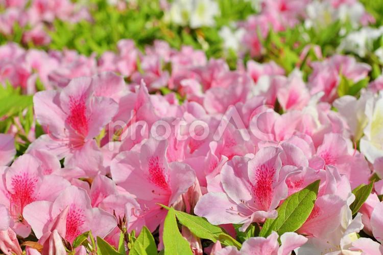 春のイメージ素材：満開のつつじ 春,4月,5月の写真素材