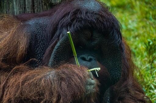 竹をかじるオランウータン オランウータン,顔アップ,竹の写真素材