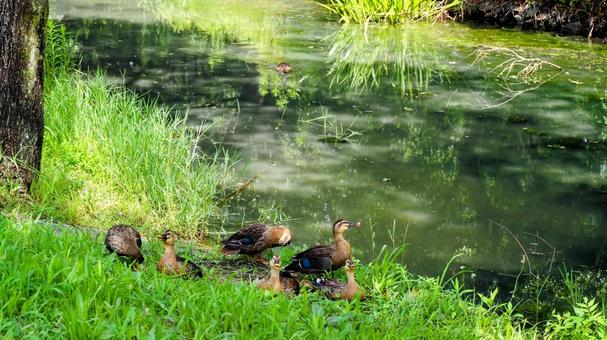Summer at Mizumoto Park: A mother and her ducklings (Katsushika Ward), JPG