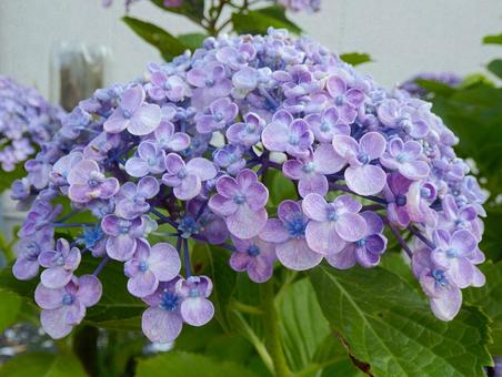 [Flower photo] Hydrangea flower, JPG