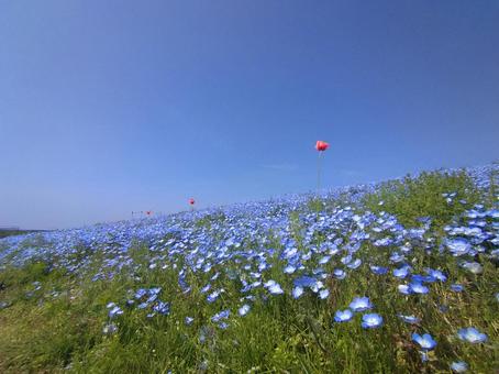 茨城県、ひたち海浜公園のネモフィラ畑 ネモフィラ,ひたち海浜公園,茨城県の写真素材