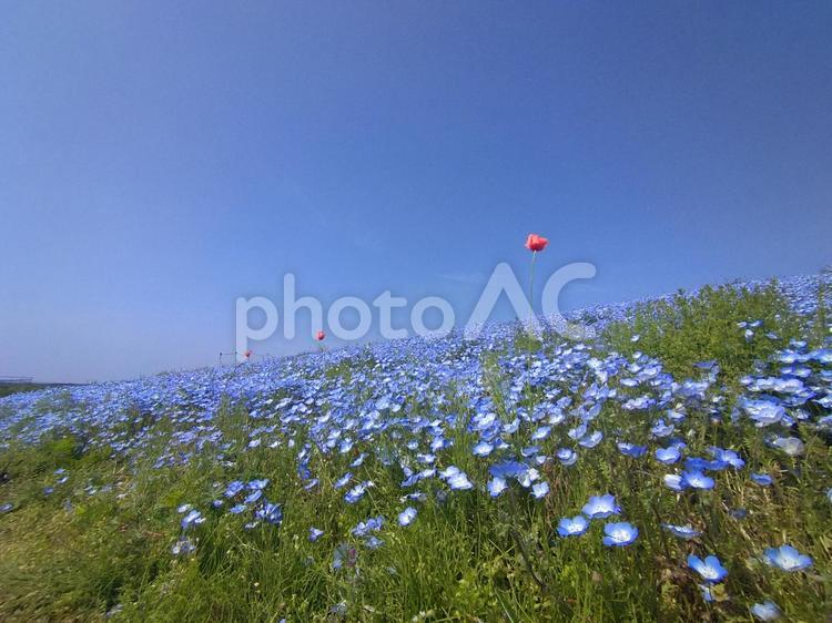 茨城県、ひたち海浜公園のネモフィラ畑 ネモフィラ,ひたち海浜公園,茨城県の写真素材