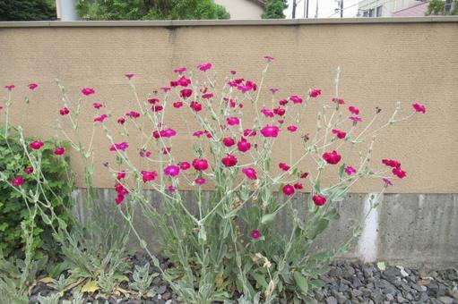 壁沿いの花壇に咲くスイセンノウの花 壁沿いの花壇に咲くスイセンノウの花 スイセンノウ,花,植物の写真素材