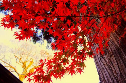真っ赤な紅葉 紅葉,モミジ,カエデの写真素材