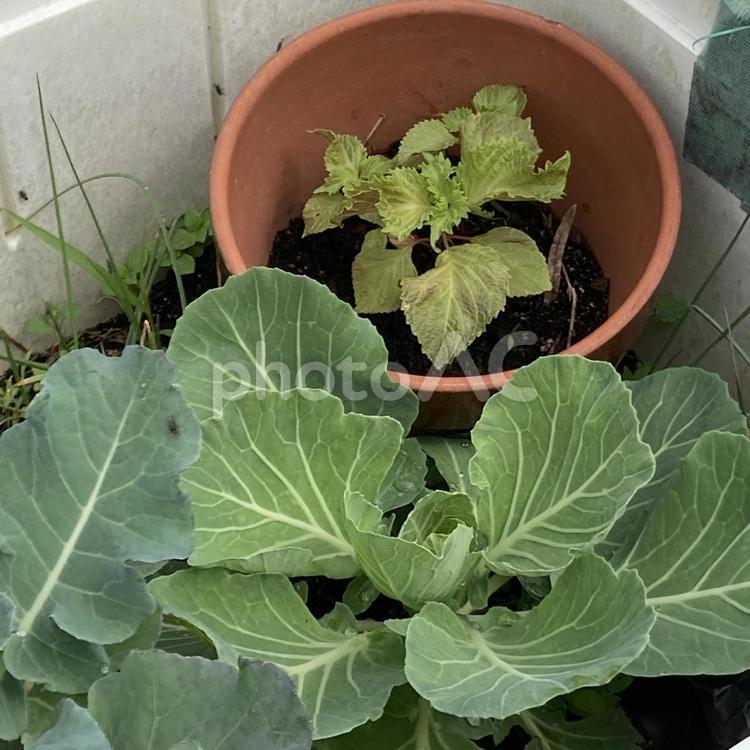 大葉とキャベツ キャベツ,大葉,野菜の写真素材
