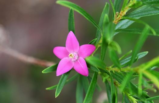 サザンクロスの花を近くから接写 サザンクロスの花を近くから接写の写真