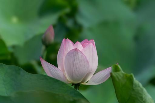 蓮の花 蓮の花 ハス,蓮沼,花の写真素材