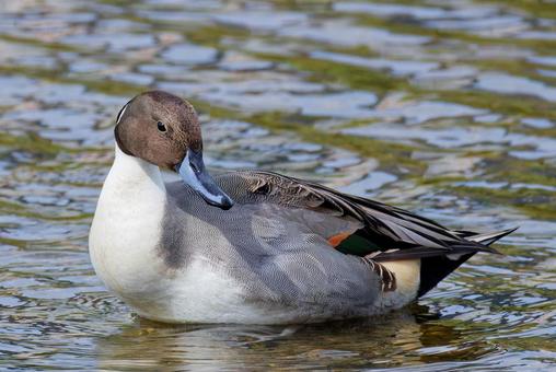 振り向くオナガガモの雄 オナガガモ,尾長鴨,鴨の写真素材