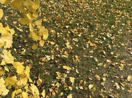 いちょう 秋,木,葉の写真素材