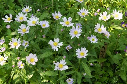 ミヤコワスレ・都忘れ　咲く風景 草花,素朴,ミヤコワスレの写真素材