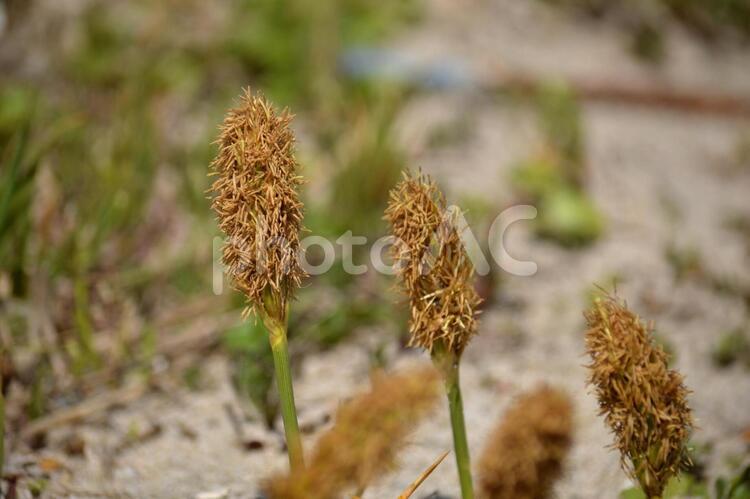 砂浜の植物　コウボウムギ コウボウムギ,穂先,麦の写真素材