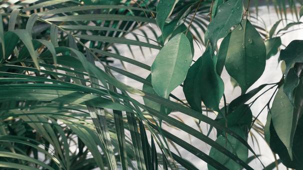 温室の植物1 温室の植物1の写真