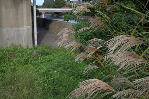 夕日の中で揺れる街のススキ ススキ,夕暮れ,街中の写真素材