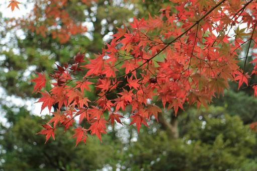Autumn leaves, JPG