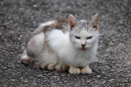 力なく座り込む無力な路上猫 猫,地域猫,自由猫の写真素材