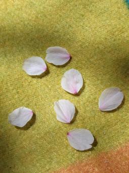 舞い降りた桜の花びら 桜,花びら,ピンクの写真素材