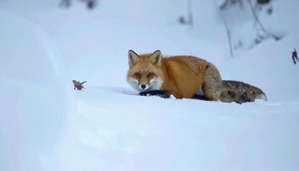 冬の雪の中のエゾキツネ 北海道 冬の雪の中のエゾキツネ 北海道の写真