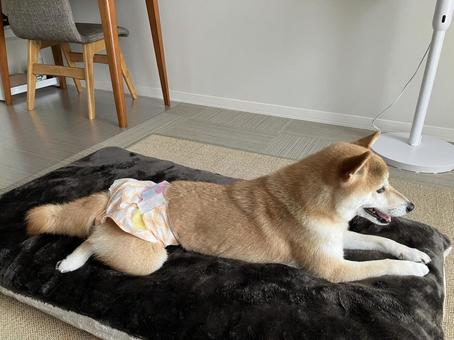 おむつする柴犬 おむつする柴犬 柴犬,愛犬,日本犬の写真素材