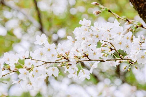 ソメイヨシノのアップ 桜,ソメイヨシノ,春の写真素材