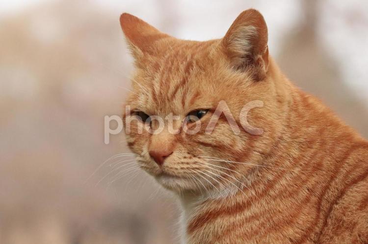 公園で暮らす猫 ネコ,野良猫,猫の写真素材