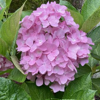 ピンクのかわいいアジサイの写真