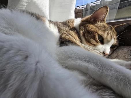 まったりする猫 猫,ネコ,ペットの写真素材