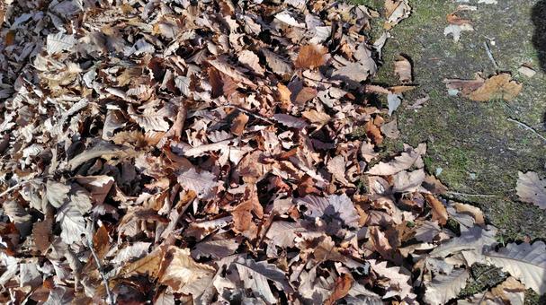 落ち葉 落ち葉,紅葉,秋の写真素材