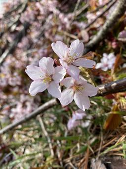 桜の花 桜の花 桜,桜の花,花の写真素材